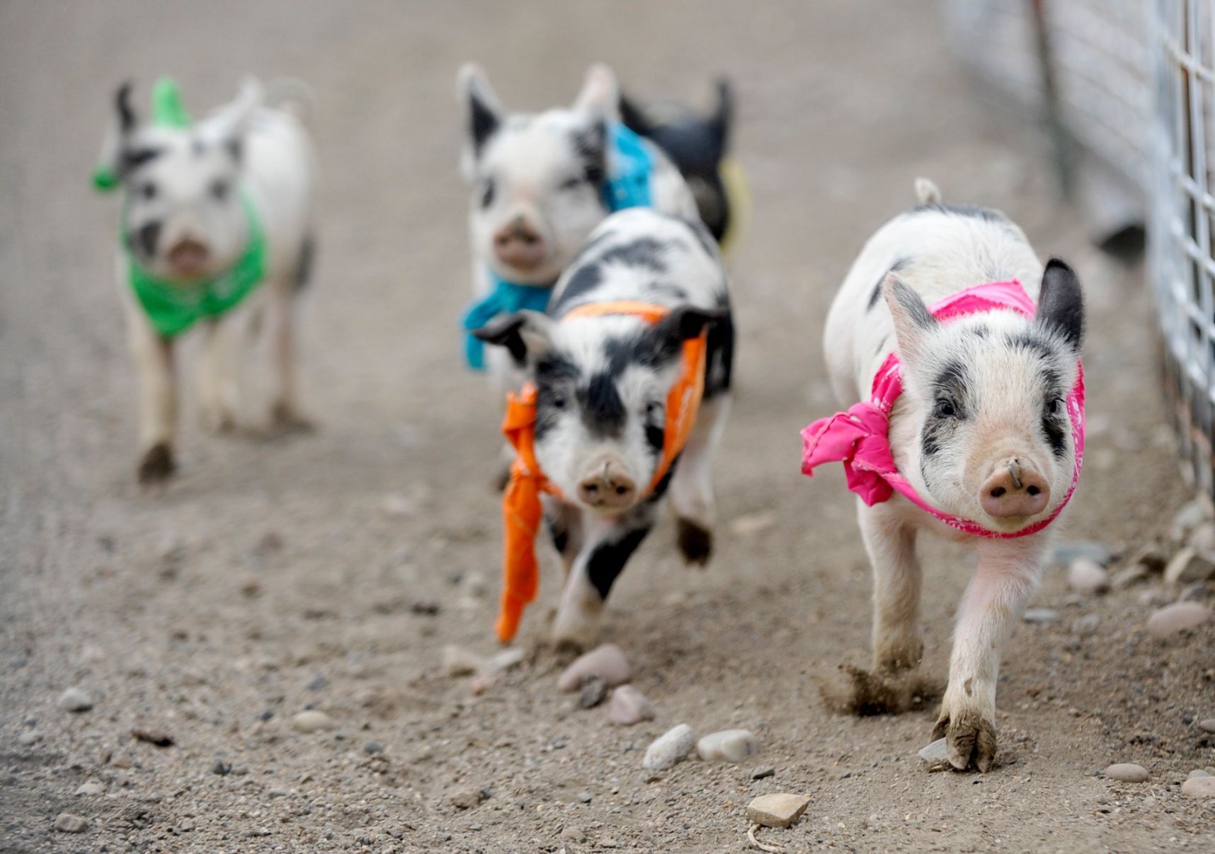 Bearcreek pig races